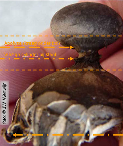 Beaked Earthstar (Geastrum pectinatum)