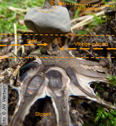 Beaked Earthstar (Geastrum pectinatum)