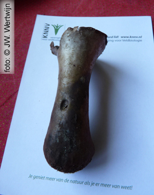 Plooivoetstuifzwam (Handkea excipuliformis)