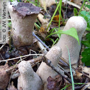 plooivoetstuifzwam (Handkea excipuliformis)