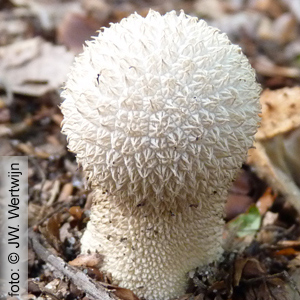 plooivoetstuifzwam (Handkea excipuliformis)