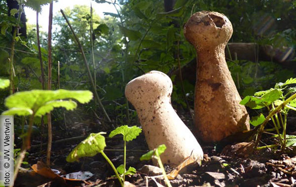 Plooivoetstuifzwam (Handkea excipuliformis)