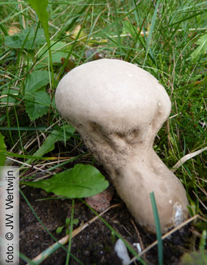 plooivoetstuifzwam (Calvatia excipuliformis) (Zwarte berg, 15 september 2011)