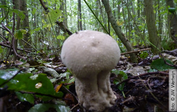 plooivoetstuifzwam (park spoorzicht)