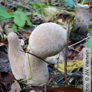 plooivoetstuifzwam (Handkea excipuliformis)