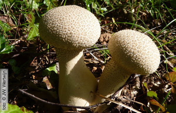 plooivoetstuifzwam (Calvatia excipuliformis) (Fransche Kamp, 22 september 2010)
