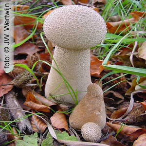 plooivoetstuifzwam
