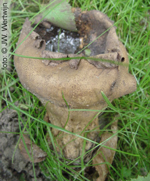 Plooivoetstuifzwam (Handkea excipuliformis)