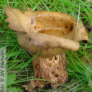 Ruitjesbovist (Handkea utriformis)