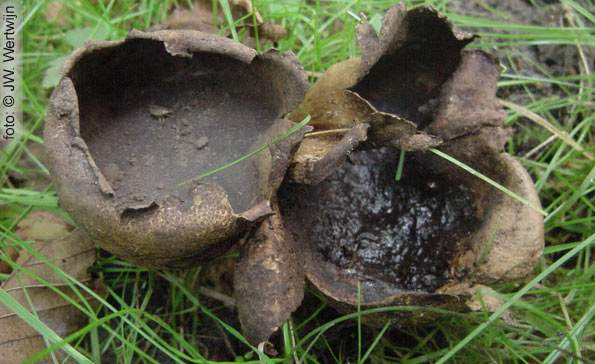 Ruitjesbovist (Handkea utriformis)