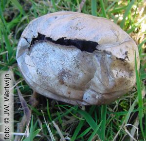 Handkea utriformis