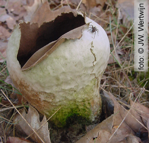 Handkea utriformis