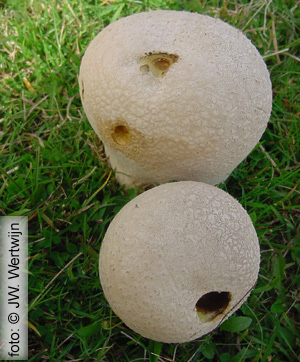 Ruitjesbovist (Calvatia utriformis)