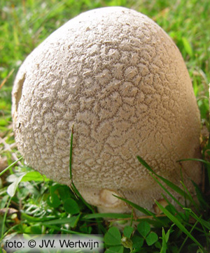 Ruitjesbovist (Calvatia utriformis)