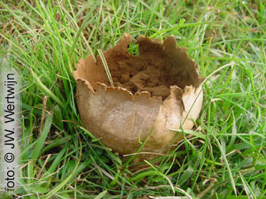 Ruitjesbovist (Handkea utriformis)
