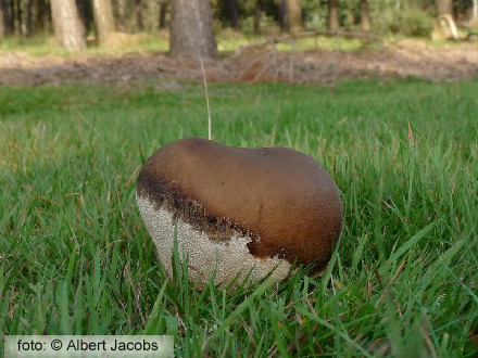 Ruitjesbovist (Calvatia utriformis)