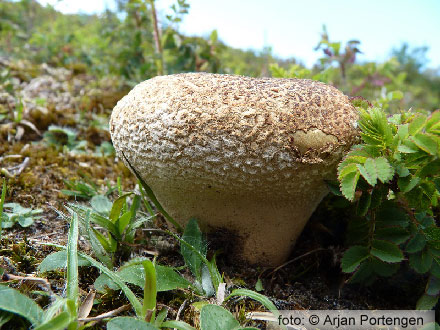 Ruitjesbovist (Calvatia utriformis)