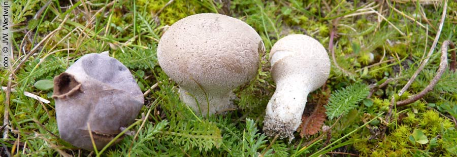 handkea utriformis