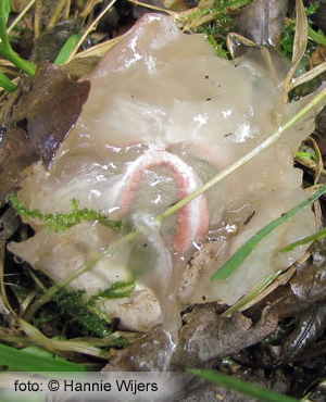 Devil's Fingers (Clathrus Archeri)