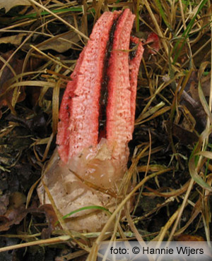 Devil's Fingers (Clathrus Archeri)