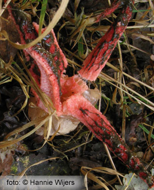 Devil's Fingers (Clathrus Archeri)