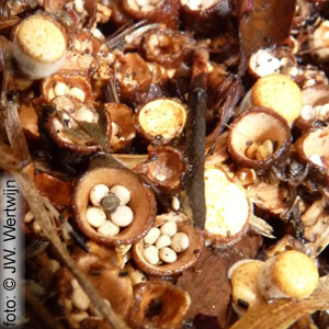 Geel nestzwammetje (Crucibulum crucibuliforme)