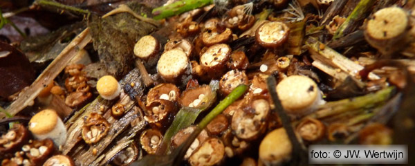 Geel nestzwammetje (Crucibulum crucibuliforme)