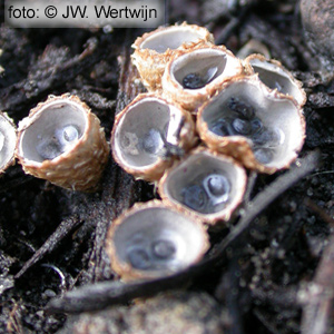 Bleek nestzwammetje (Cyathus olla)