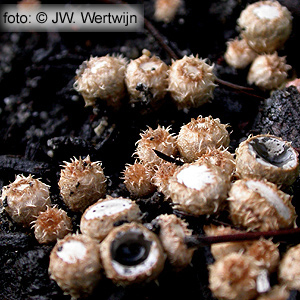 Bleek nestzwammetje (Cyathus olla)