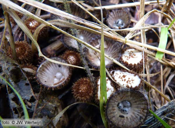 Gestreept nestzwammetje (Cyathus striatus)