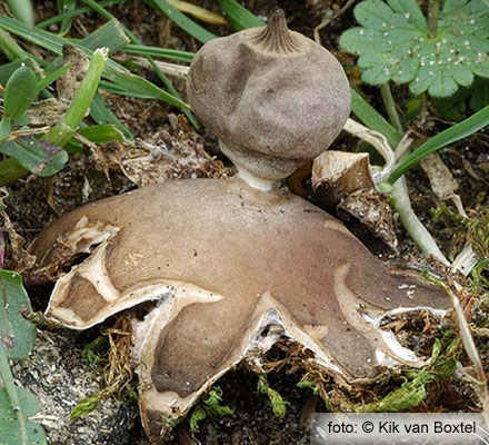 Field Earthstar (Geastrum campestre)