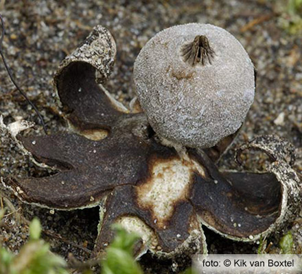 Field Earthstar (Geastrum campestre)