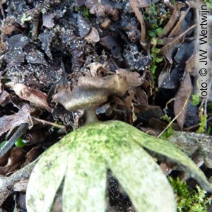 Geastrum coronatum