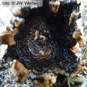 Geastrum coronatum