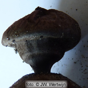 Geastrum coronatum