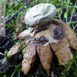 Geastrum coronatum