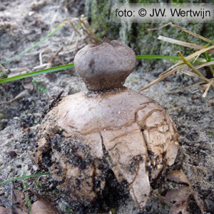 Geastrum coronatum