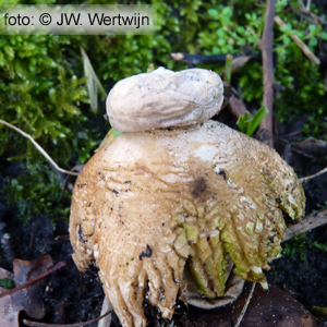 Geastrum coronatum