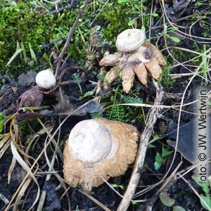 Geastrum coronatum
