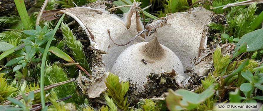 Elegant Earthstar (Geastrum elegans)