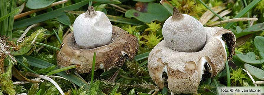 Elegant Earthstar (Geastrum elegans)
