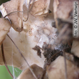 Elegant Earthstar (Geastrum elegans)