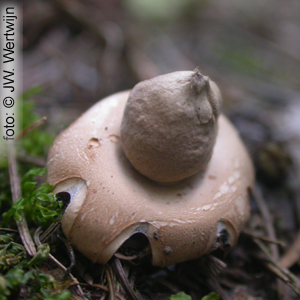 Elegant Earthstar (Geastrum elegans)