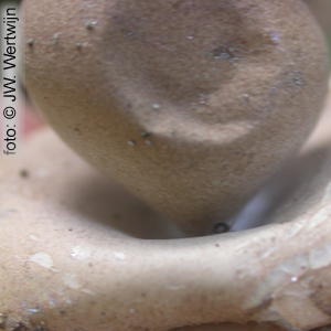 Elegant Earthstar