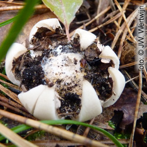 Geastrum fimbriatum