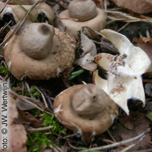 Sessile Earthstar with outbroken encrusted debris