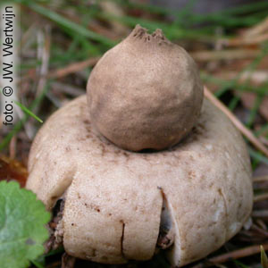 Geastrum fimbriatum