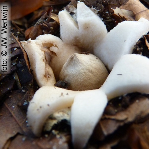 Geastrum fimbriatum