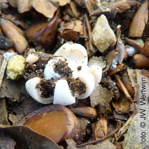 Geastrum fimbriatum