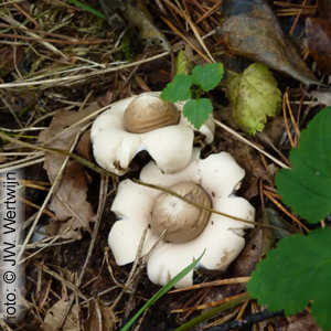 Geastrum fimbriatum